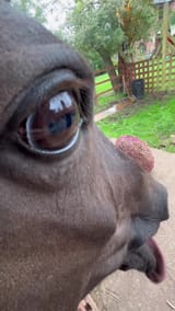 sommeponey