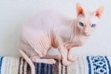 ThisCat