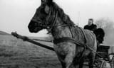 The Turin Horse
