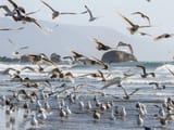 Flock of seagulls