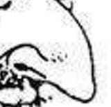 nose