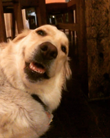 dog wassu mang