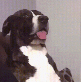 doge wut