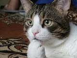 thinking-cat