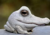 Frogodile