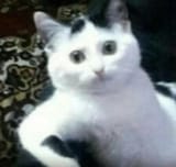 kitworried