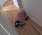 fatty down