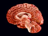 Human Brain facts and information
