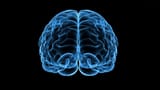 Brain