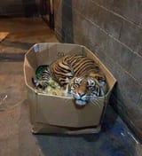 tigerbox