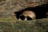 skelepeek