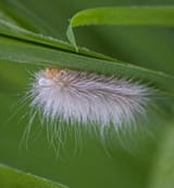 Curley the tap-dancing caterpillar
