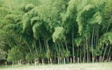 guadua-angustifolia