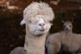 lama fuck ass hair