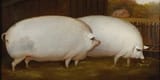 pigsoatsoriginal
