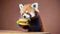 A cute red panda eating a hamburger, taking bites, chewing happily, with subtle head movements_thumb.jpg