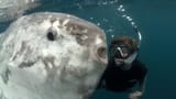 moon fish