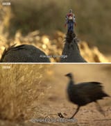 bird-meme-with-screenshots-from-nature-documentary-about-a-stressed-bird