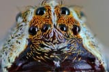 spider_eyes