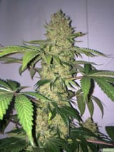 huge-moby-dick-cannabis-bud-cola[1]