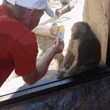monkey-card