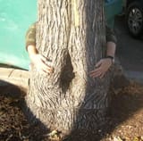 oaktree