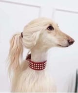 doggo_thot