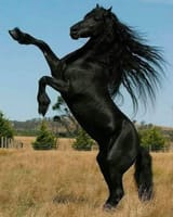 images (20)