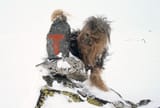 Peter Mayhew on location at Finse, Norway during filming for The Empire Strikes Back