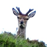 mad deer