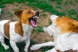 two-dogs-barking-at-each-other