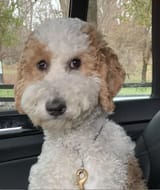 normal men dog