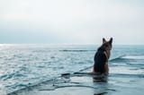 sad-dog-sits-by-sea-look-away_142501-97