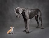 shutterstock_2230395509