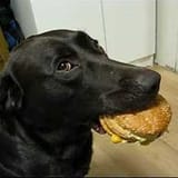 burgdog2
