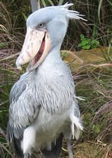 Shoebill