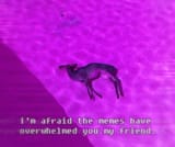 GLITCH_VAPOR_DEER_MEMES_overwhelmed pool
