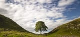 RS13950_Sycamore-Gap-c-David-Taylor-NNP-scaled-e1746791808444-1400x650