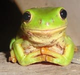 Happy frog