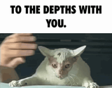 cat banishment