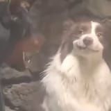 smug dog