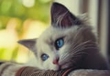 sad cat
