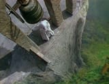 Black Narcissus