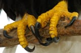 jettoenails