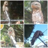 3d1e12d8b17a32ef8d46e48e68206660--potoo-bird-venezuela