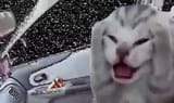 along for the ride and all I can do is scream