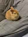 bunny-sleepy_thumb.jpg