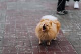 small-pomeranian-barking_Shchus_Shutterstock