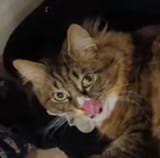 cat_goon