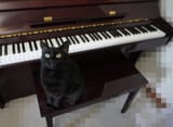 kawai
